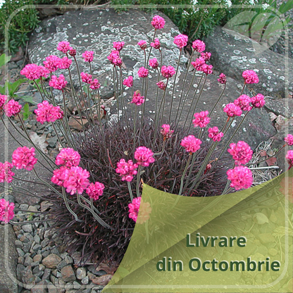 Armeria maritima 'Rubrifolia'