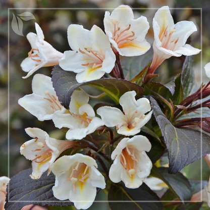 Weigela 'Ebony and Ivory'