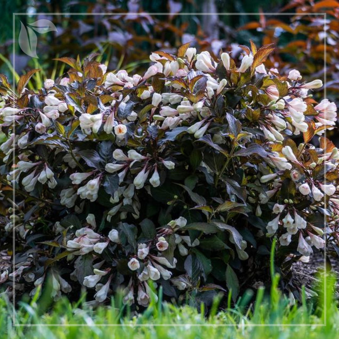 Weigela 'Ebony and Ivory'