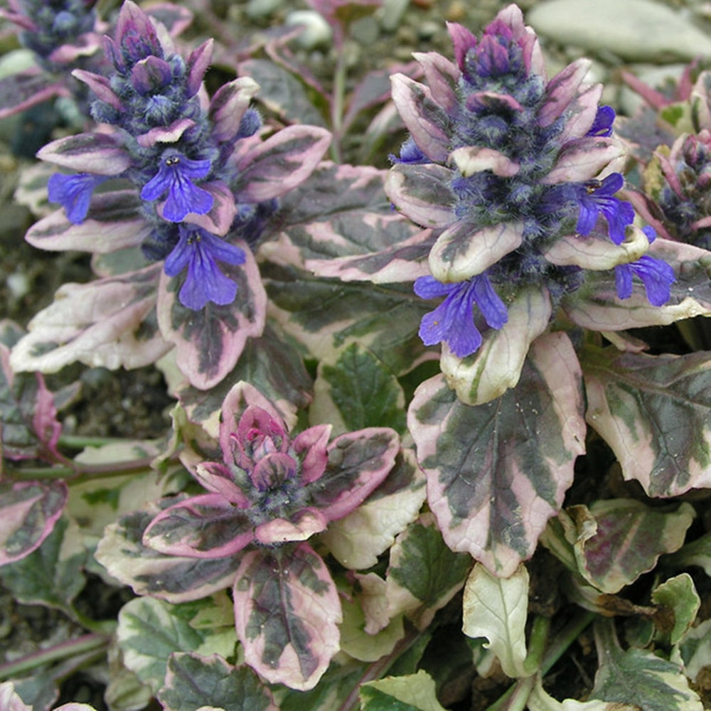 Ajuga Burgundy Glow -florile mici, de un albastru deschis, care se ridică deasupra frunzelor, crează un contrast elegant. 