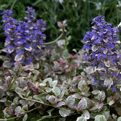 Inflorescențele cu flori mici, de un albastru deschis, care se ridică deasupra frunzelor, aducând un contrast elegant.