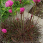 Armeria maritima 'Rubrifolia' o plantă perenă compactă cu colorit unic, perfectă pentru stâncării, borduri, margini de alei.