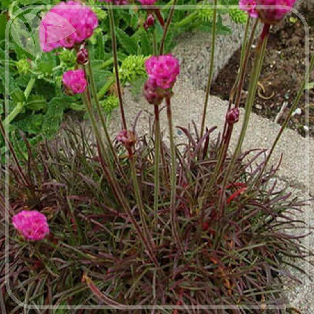Armeria maritima 'Rubrifolia' o perenă compactă cu colorit unic, perfectă pentru stâncării, borduri, margini de alei.