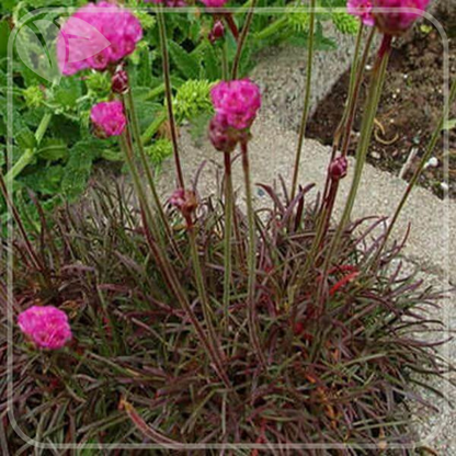 Armeria maritima 'Rubrifolia' o perenă compactă cu colorit unic, perfectă pentru stâncării, borduri, margini de alei.