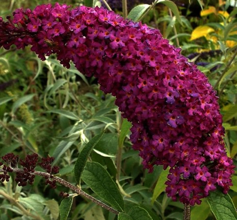 Buddleja ‘Royal Red’ – liliac de vară cu inflorescențele lungi și bogate de nuantă purpuriu și parfumate.
