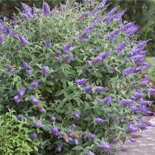 Buddleja 'Lochinch' cu frunzișul de un verde-cenușiu catifelat oferă textură și contrast vizual.