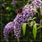 Buddleja-wisteriaane-flori