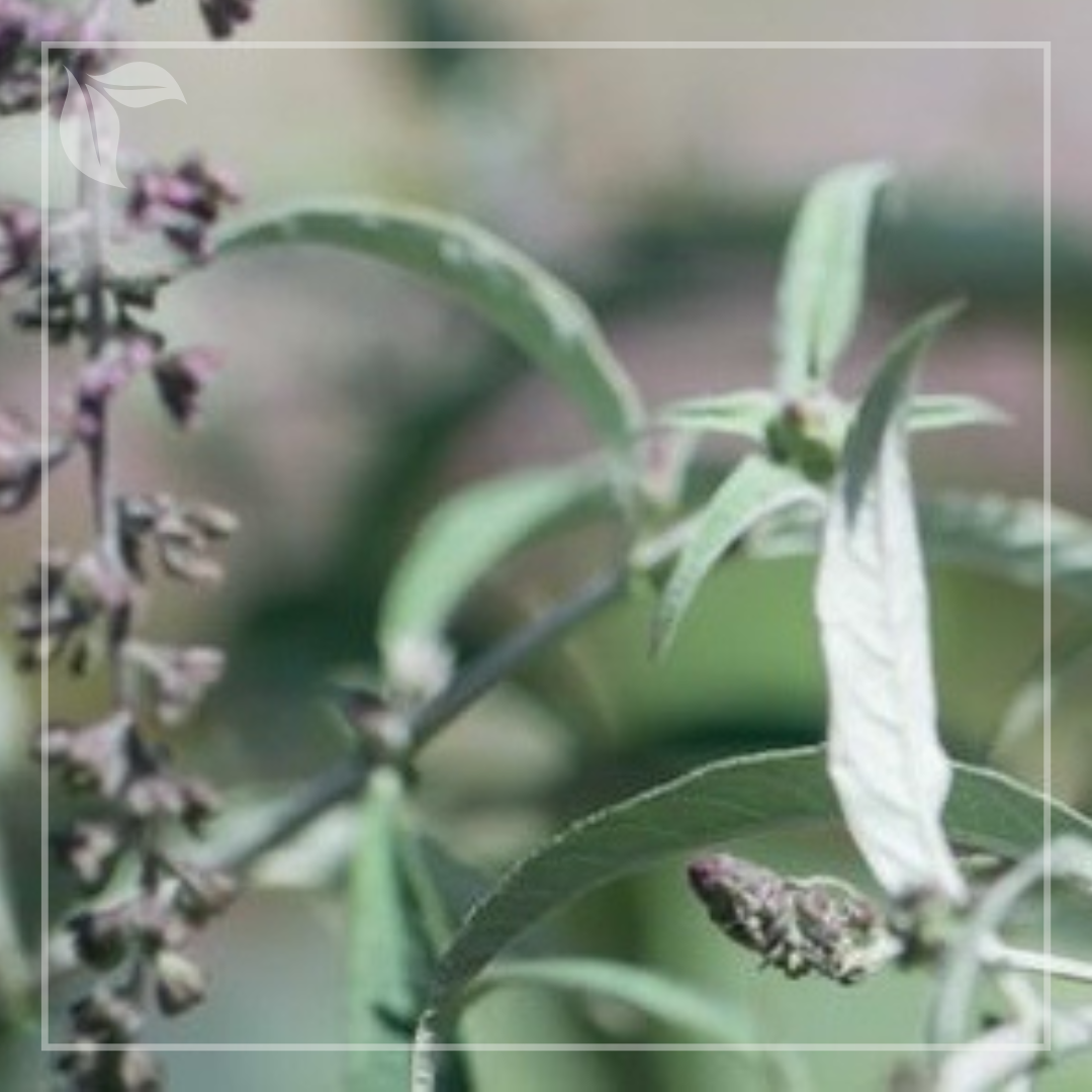 Buddleja-wisterialane-frunza