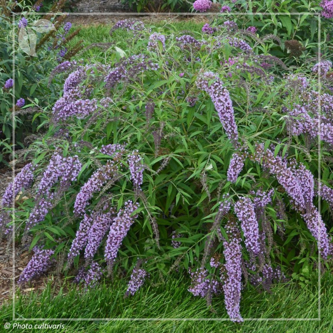 Buddleja-wisterialane-aspect