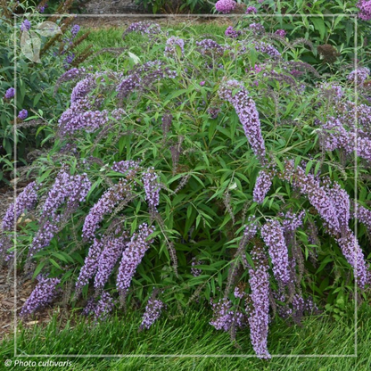 Buddleja-wisterialane-aspect