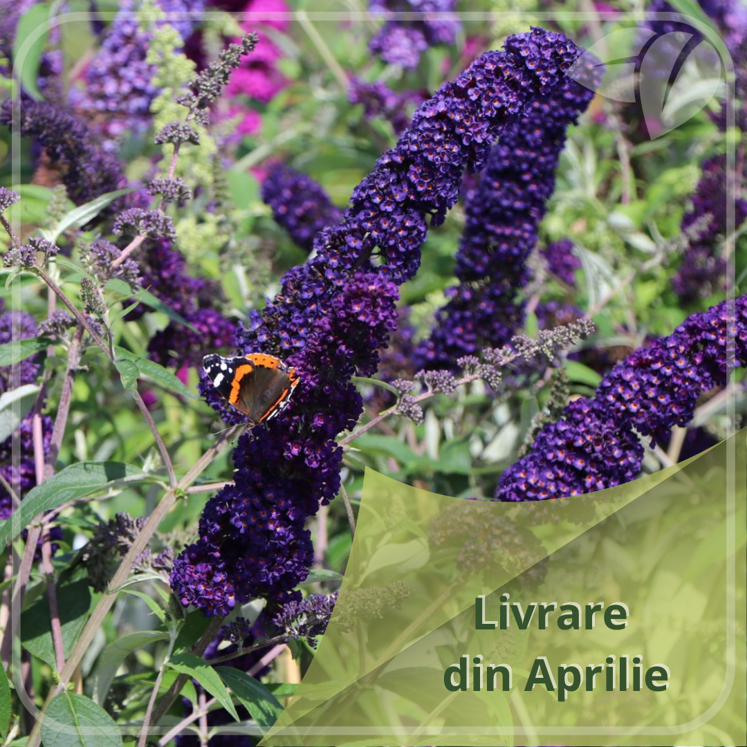 Buddleja davidii 'Black Knight', un arbust decorativ deosebit, apreciat pentru inflorescențele sale spectaculoase, de un violet închis intens.