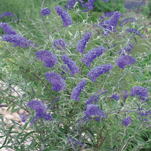 Buddleja-liliac de vara albastru