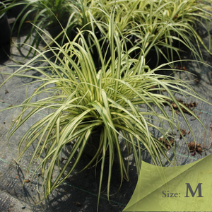 Carex morrowii 'Variegata'-Iarbă decorativă bicolor