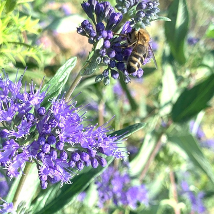 Florile mici, grupate de-a lungul lăstarilor, atrag numeroși polenizatori, oferind grădinii un farmec viu și natural.