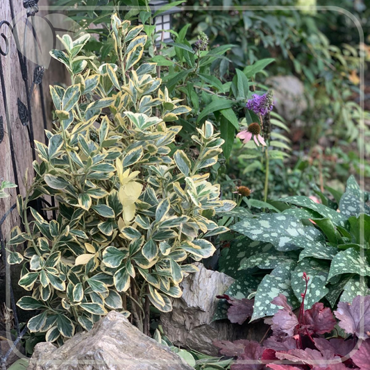 Elegant, ușor de îngrijit și extrem de decorativ, Euonymus japonicus ‘Bravo’ adăuga luminozitate și rafinament grădinii.