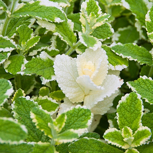 Mentha suaveolens ‘Variegata’ cu frunzis de un mix rafinat de verde cu margini albe sau crem, oferă un contrast spectaculos.