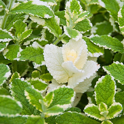 Mentha suaveolens ‘Variegata’ cu frunzis de un mix rafinat de verde cu margini albe sau crem, oferă un contrast spectaculos.