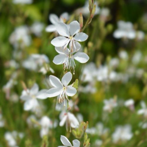 Gaura lindheimeri 'Ellura White' o specie impresionantă cu flori albe, delicate.