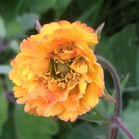 Geum 'Golden Joy' este o plantă perenă decorativă cu flori semiduble, într-o nuanță galben cald, cu margini ușor arămii.