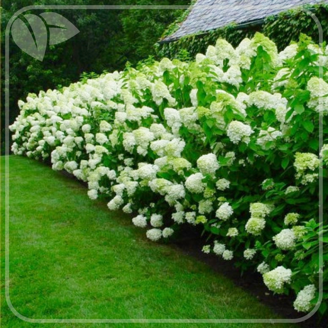 Gard viu din Hydrangea ‘Limelight’ – explozie de flori verde-lime vara, nuanțe roz toamna, decor viu pentru grădina ta.
