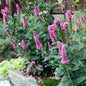 Veronica longifolia 'First Love'