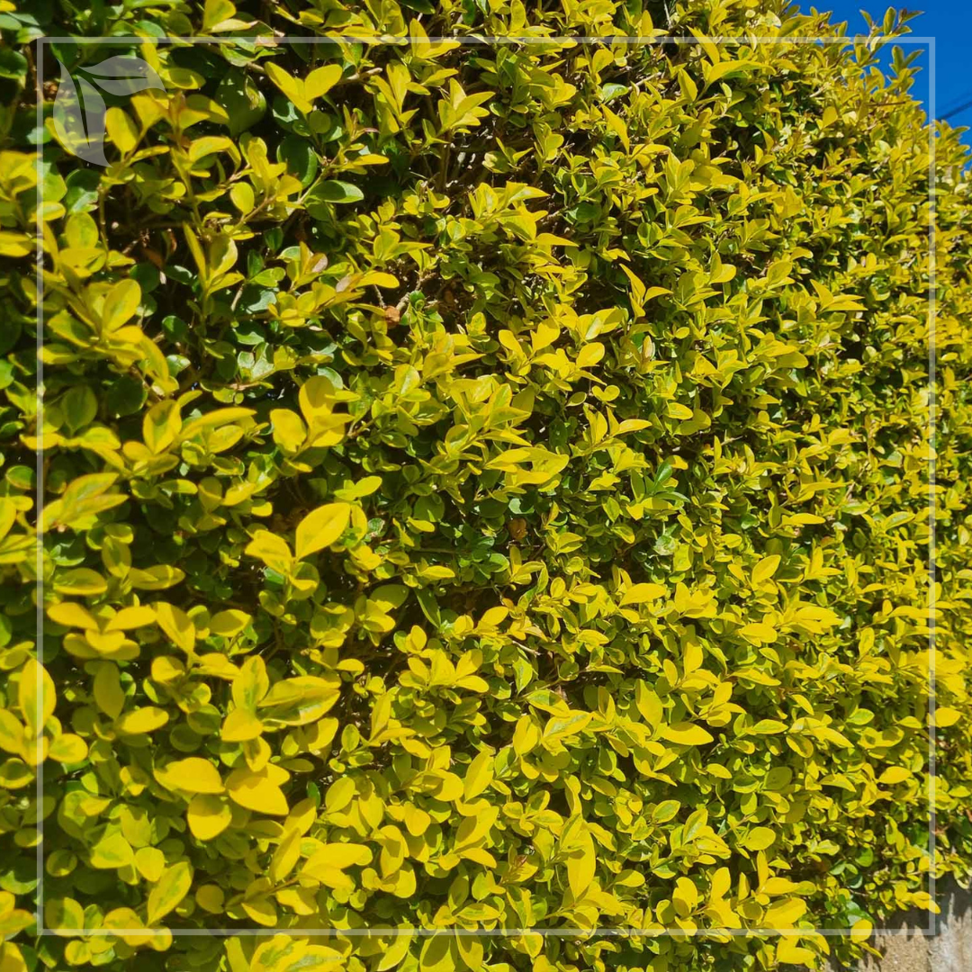 Lemn câinesc auriu cu creștere erectă și compactă este perfect pentru formarea unui gard viu dens și decorativ.