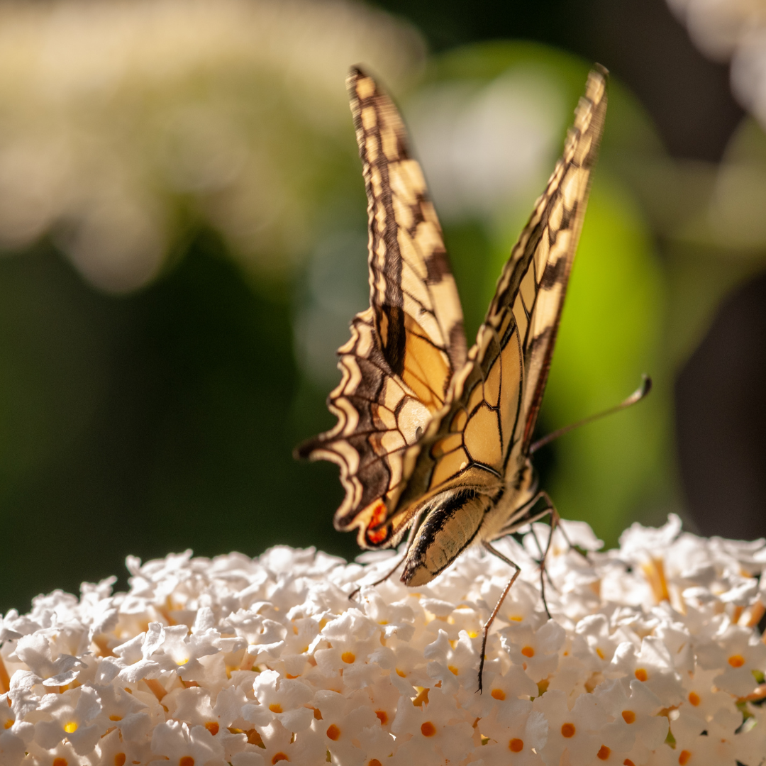 Florile albe intens parfumate atrag numeroși fluturi și albine, aducând viață și mișcare în grădină