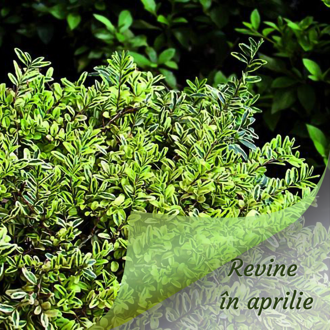 Lonicera nitida ‘Lemon Beauty’ este un arbust decorativ veșnic verde cu frunziș dens, lucios.