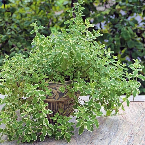 Mentha variegata este perfect pentru grădinile urban-jungle sau spațiile minimaliste.