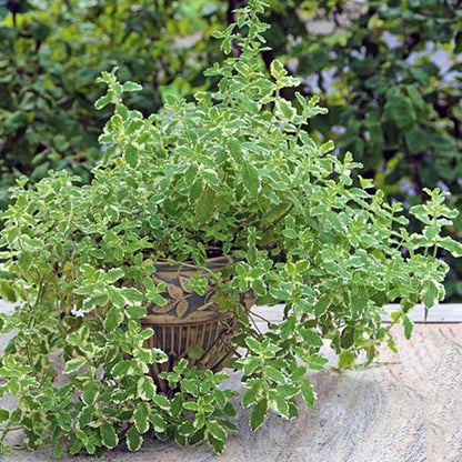 Mentha variegata este perfect pentru grădinile urban-jungle sau spațiile minimaliste.