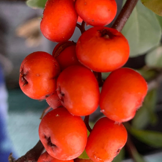 Pyracantha Mohave - ciorchini mari de fructe roșu-portocaliu, intens colorate.