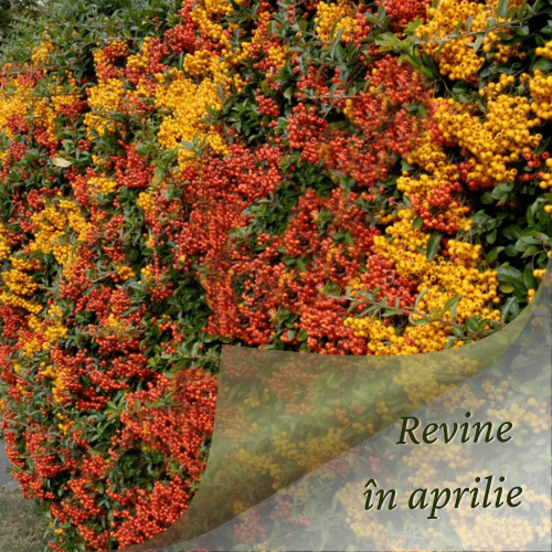 Pachetul gard „Evergreen” Pyracantha este alegerea perfectă pentru un gard viu dens, decorativ și rezistent.
