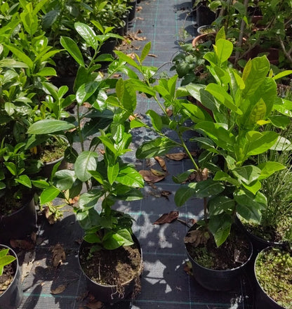 Prunus Novita în ghiveci 3l, înălțime 50-70 cm