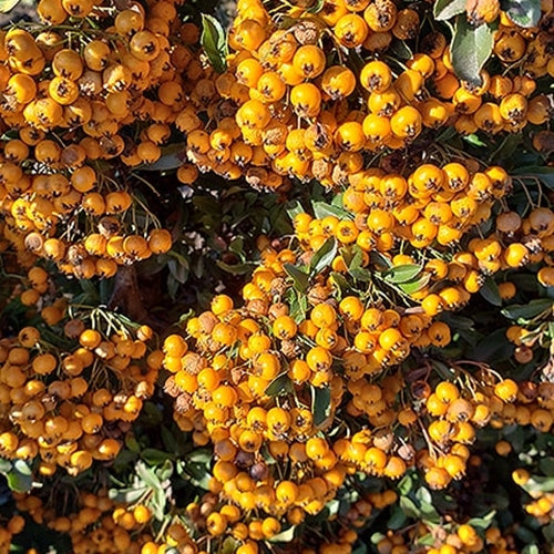 Pyracantha 'Teton'-fructe fructele galben-portocalii extrem de vizibile din toamnă până primăvara devreme.