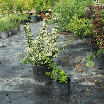 Pyracantha 'Teton'-Plante gard viu