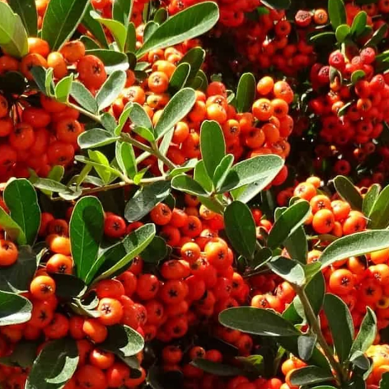 Pyracantha ‘Mohave’ este un arbust ornamental cu frunziș persistent și fructele roșu-portocaliu spectaculoase.