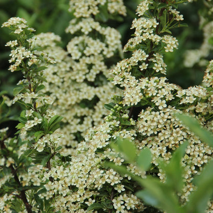 Florile albe-crem cu parfum caracteristic, grupate apar în luna mai pe toată lungimea lăstarului, acoperind aproape plana.
