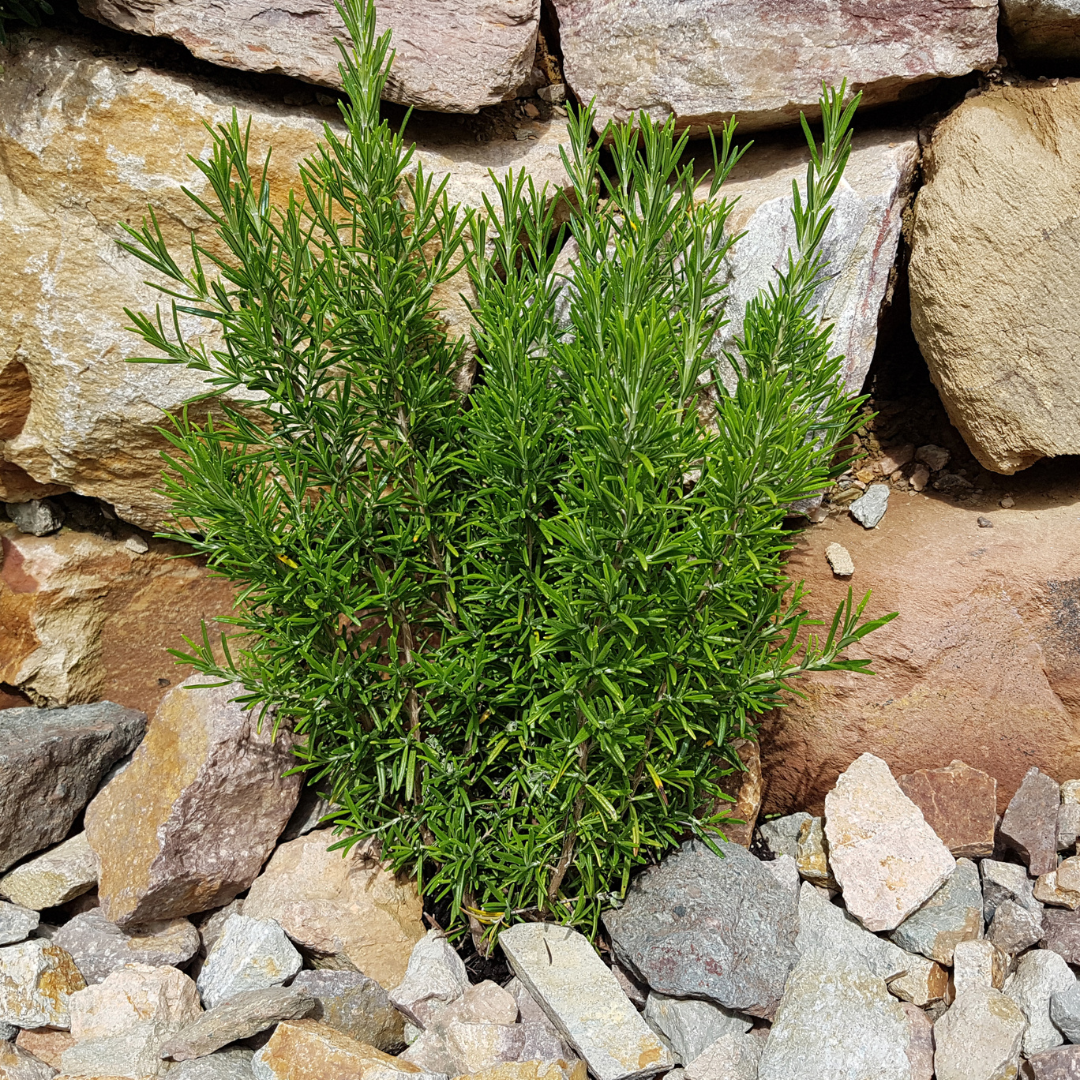 Rozmarin, o plantă perenă aromatică și decorativă, ideală pentru grădini, terase sau ghivece.