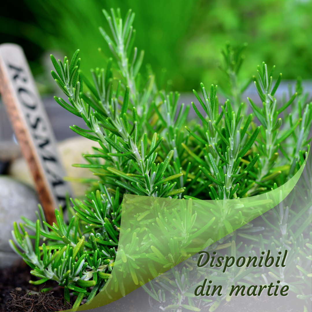 Disponibilitate plantă