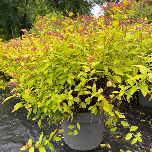Spiraea japonica ‘Golden Princess’ este un arbust ornamental de talie mică, extrem de apreciat pentru frunzișul său auriu.