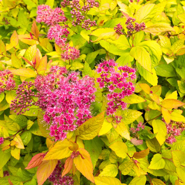 Florile roz intens, grupate în buchețele compacte, atrag fluturii și insectele polenizatoare.