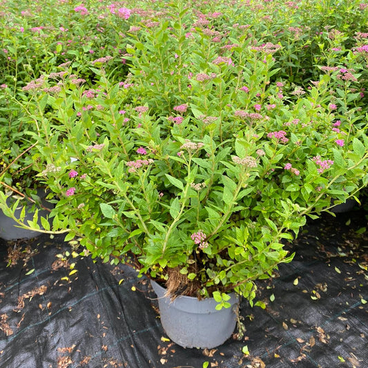 Spiraea japonica ‘Little Princess’ arbust ornamental de talie mică, cu frunzișul decorativ și înflorirea bogată.