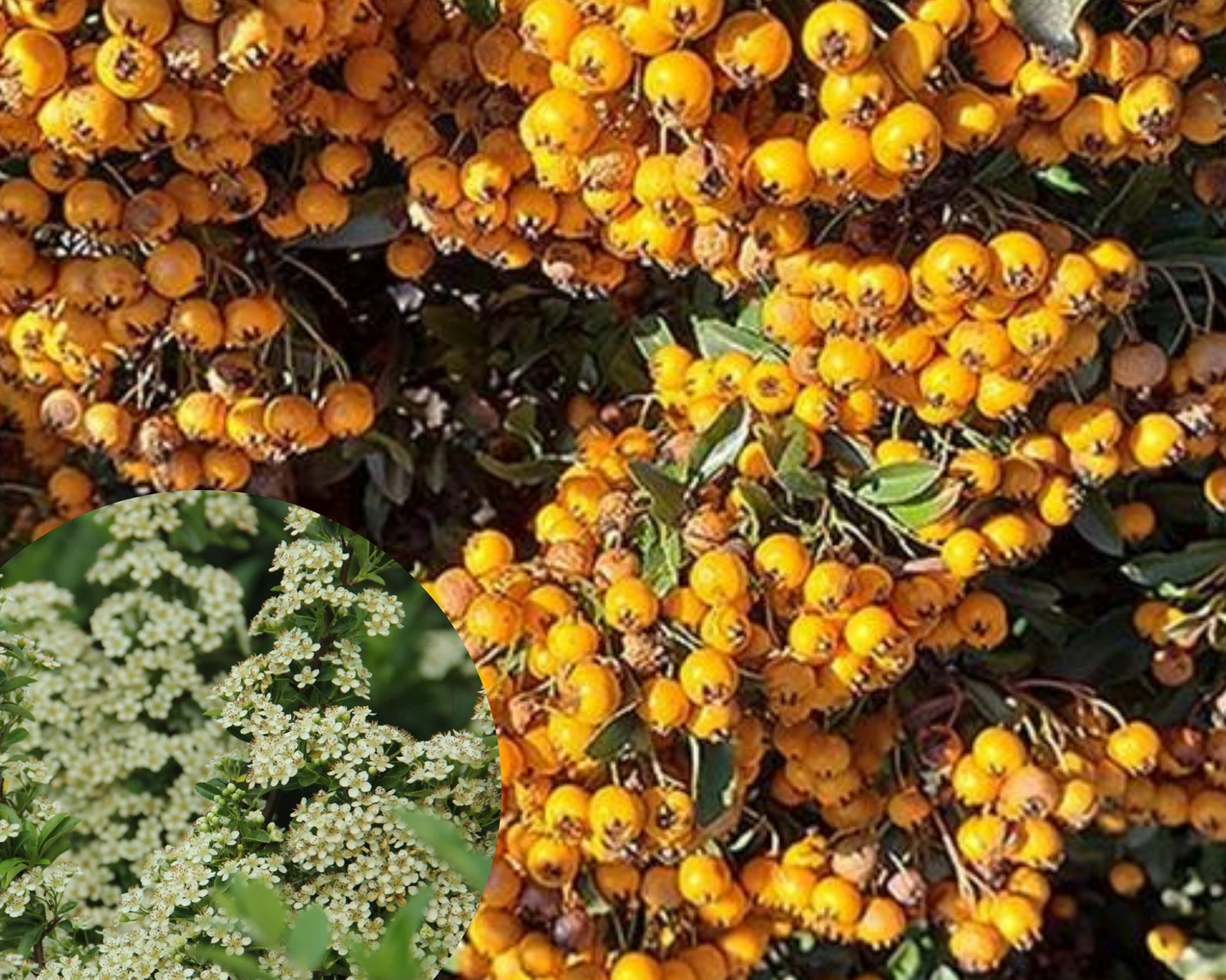 Pachet gard 'Evergreen' Pyracantha