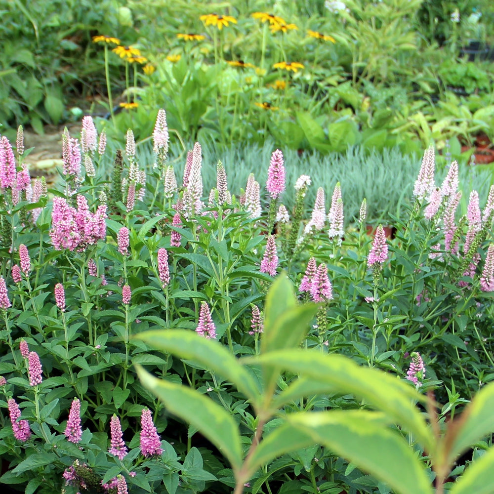 În combinații de plantare Veronioca 'First Love' oferă contraste pline de rafinament și texturi variate.