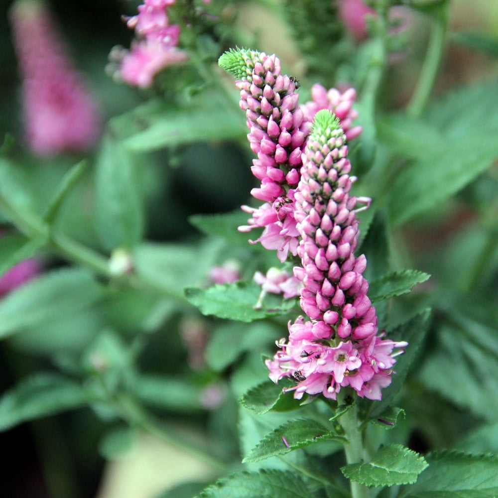 Veronica longifolia 'First Love'-inflorescențele sale verticale, spectaculoase, într-o nuanță intensă de roz.