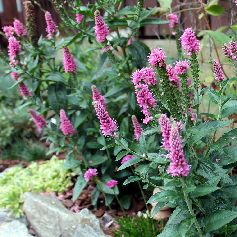 Veronica longifolia 'First Love' este o plantă perenă compactă și elegantă, perfectă pentru a crea accente vii în borduri.