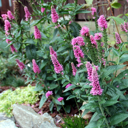 Veronica longifolia 'First Love' este o plantă perenă compactă și elegantă, perfectă pentru a crea accente vii în borduri.