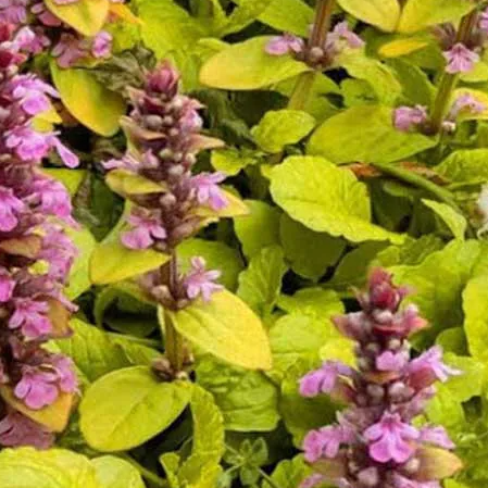 Ajuga 'gold chang' cu florile, mici și delicate, în tonuri de roz pal, se ridică elegant deasupra frunzelor.