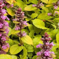 Ajuga 'gold chang' cu florile, mici și delicate, în tonuri de roz pal, se ridică elegant deasupra frunzelor.