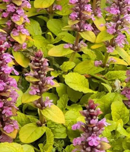Ajuga 'gold chang' cu florile, mici și delicate, în tonuri de roz pal, se ridică deasupra frunzelor pe tulpini elegante.